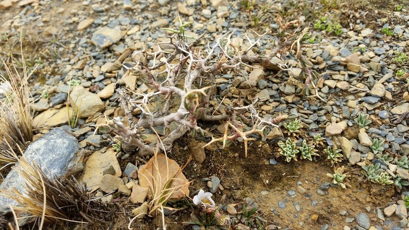 Senecio spinosus photo 8