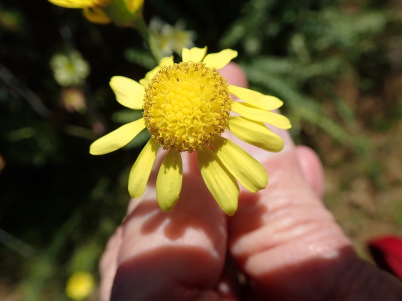 Senecio spiraeifolius