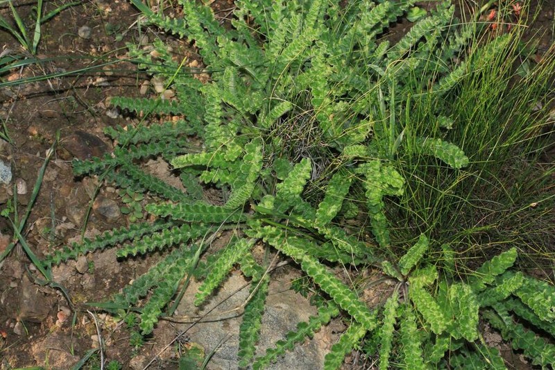 Senecio spiraeifolius photo 2