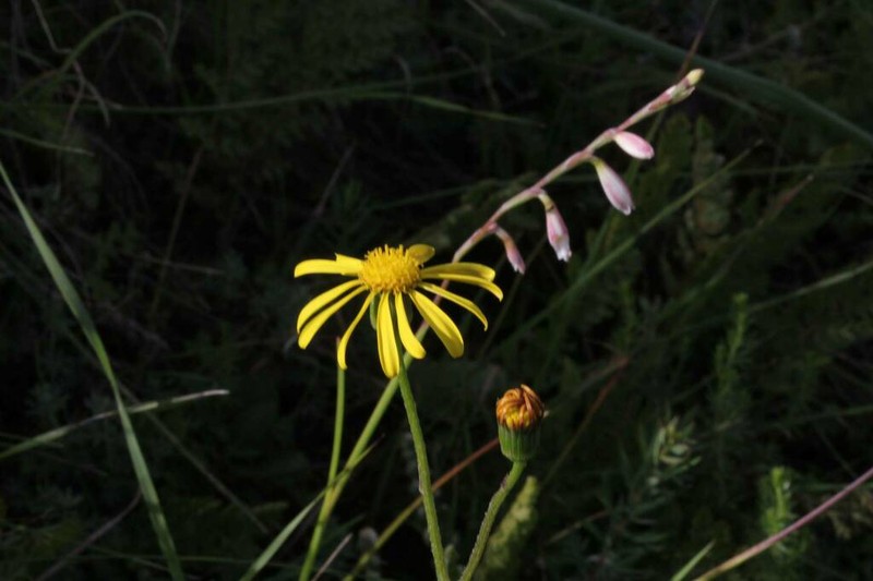 Senecio spiraeifolius photo 3
