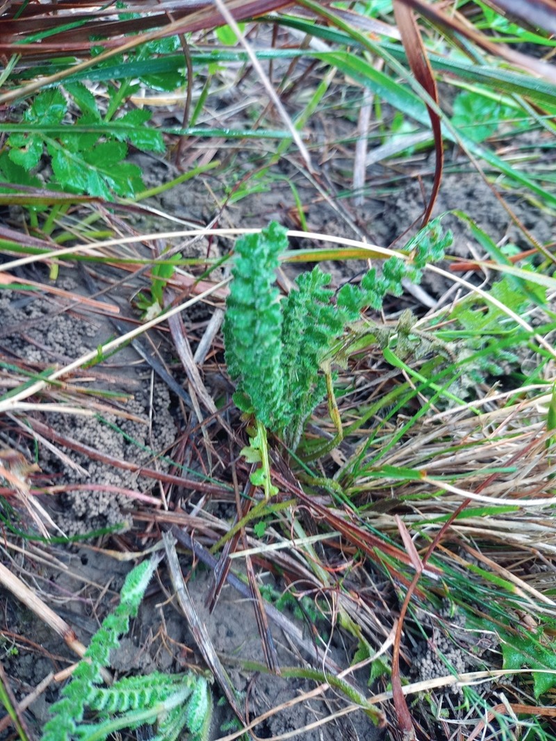 Senecio spiraeifolius photo 4