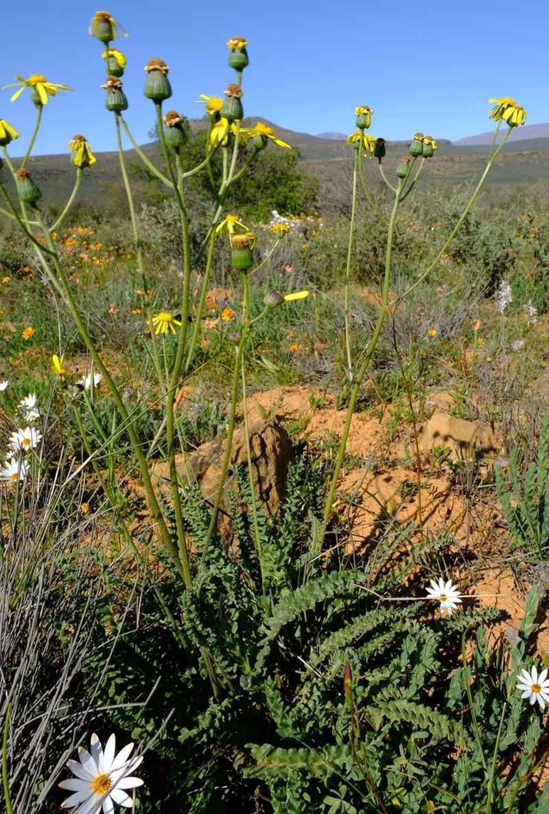 Senecio spiraeifolius photo 5