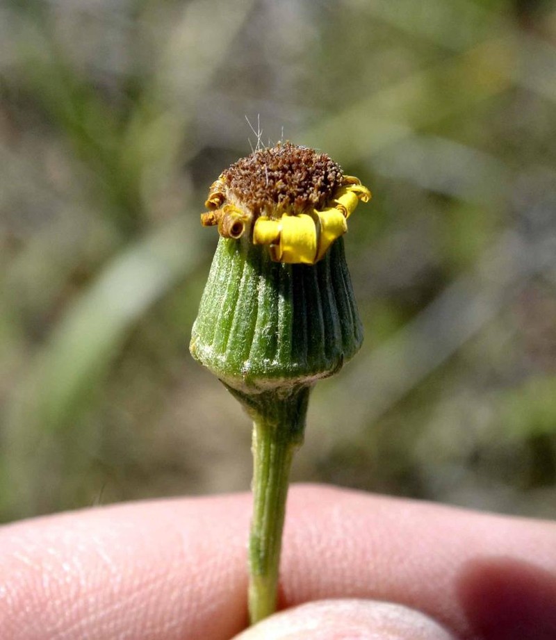 Senecio spiraeifolius photo 6