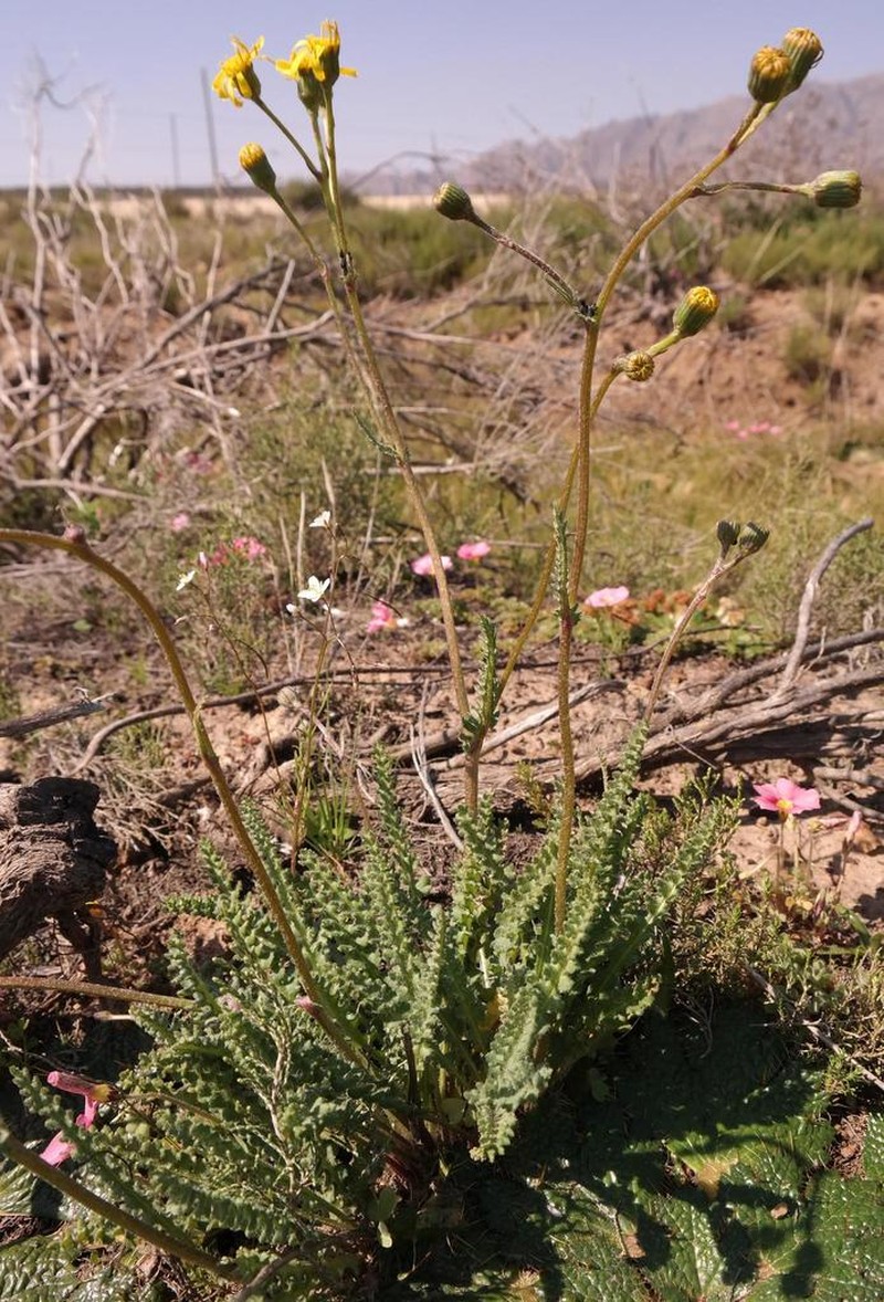 Senecio spiraeifolius photo 7