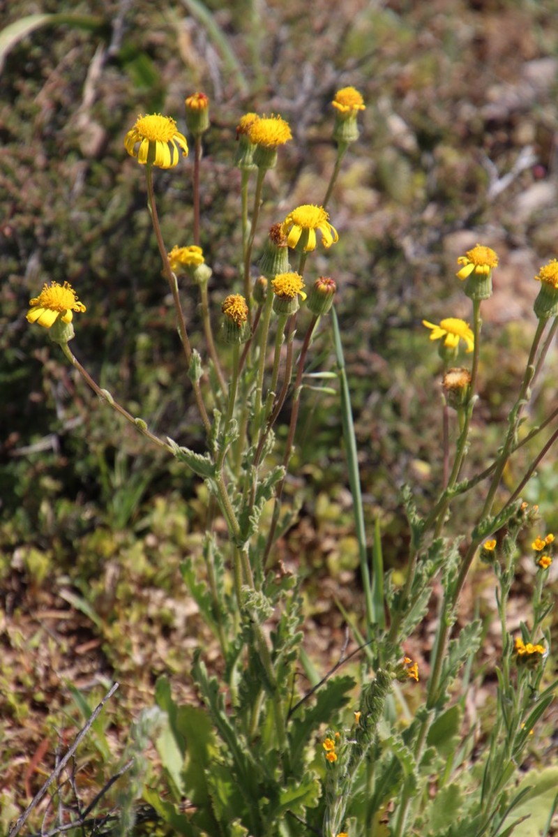 Senecio spiraeifolius photo 8
