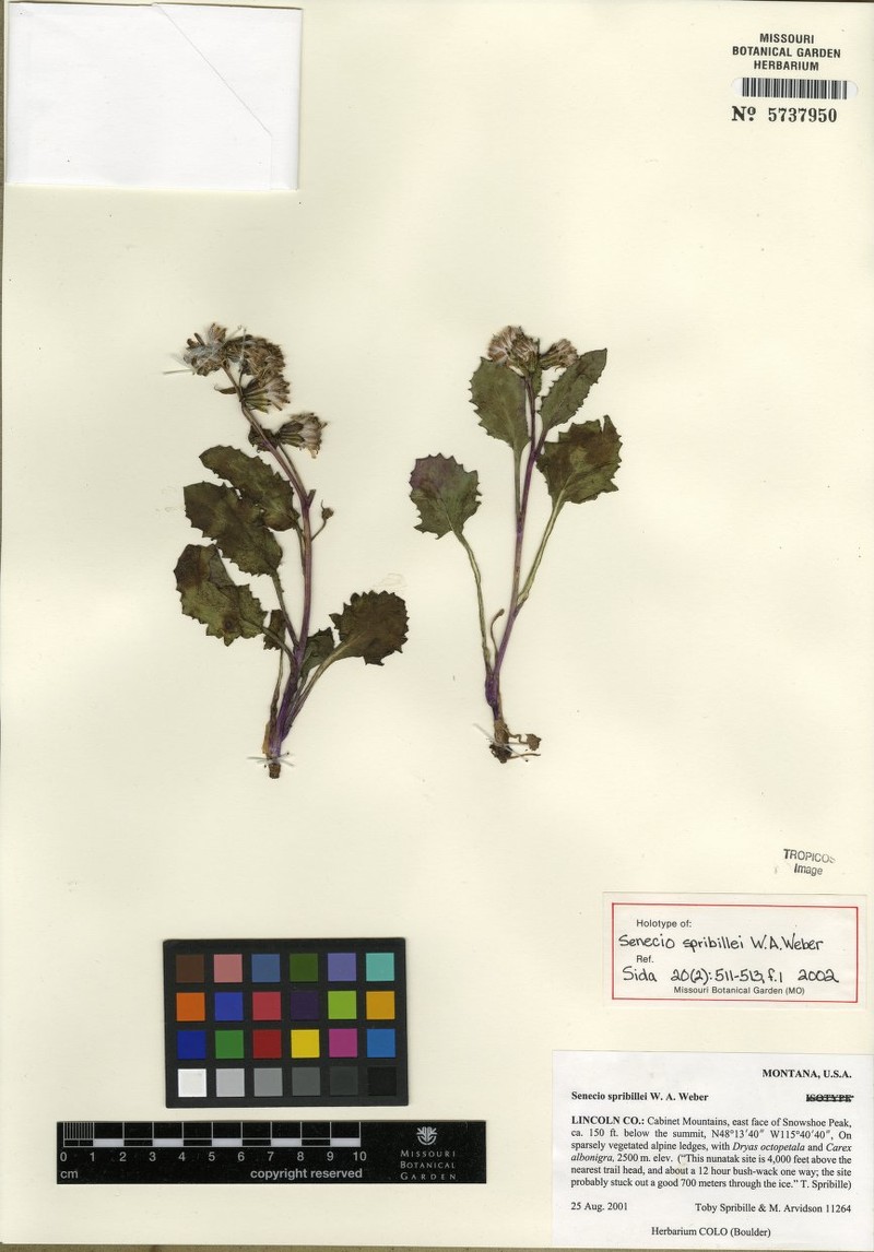 Senecio spribillei