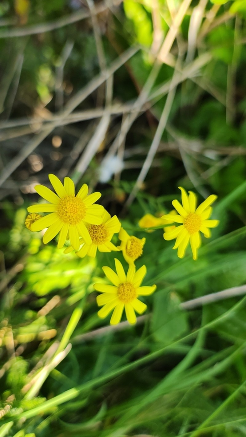 Oxford Ragwort photo 4
