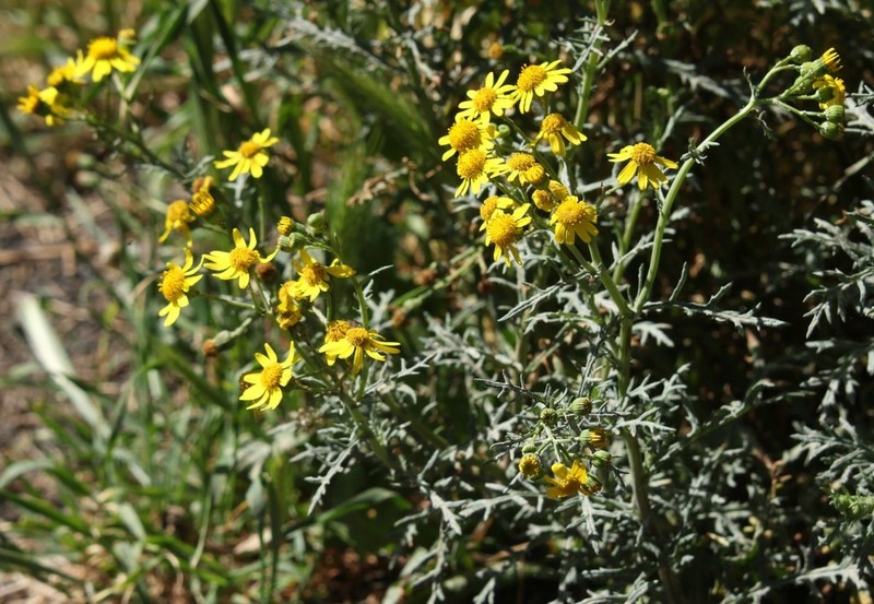 Oxford Ragwort photo 5