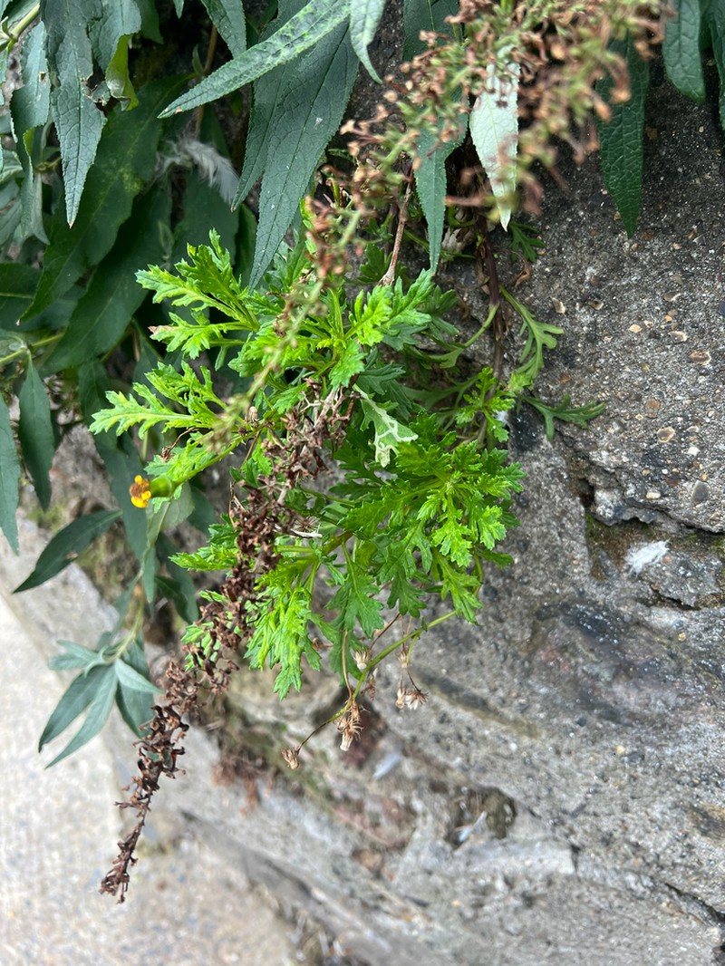 Oxford Ragwort photo 6