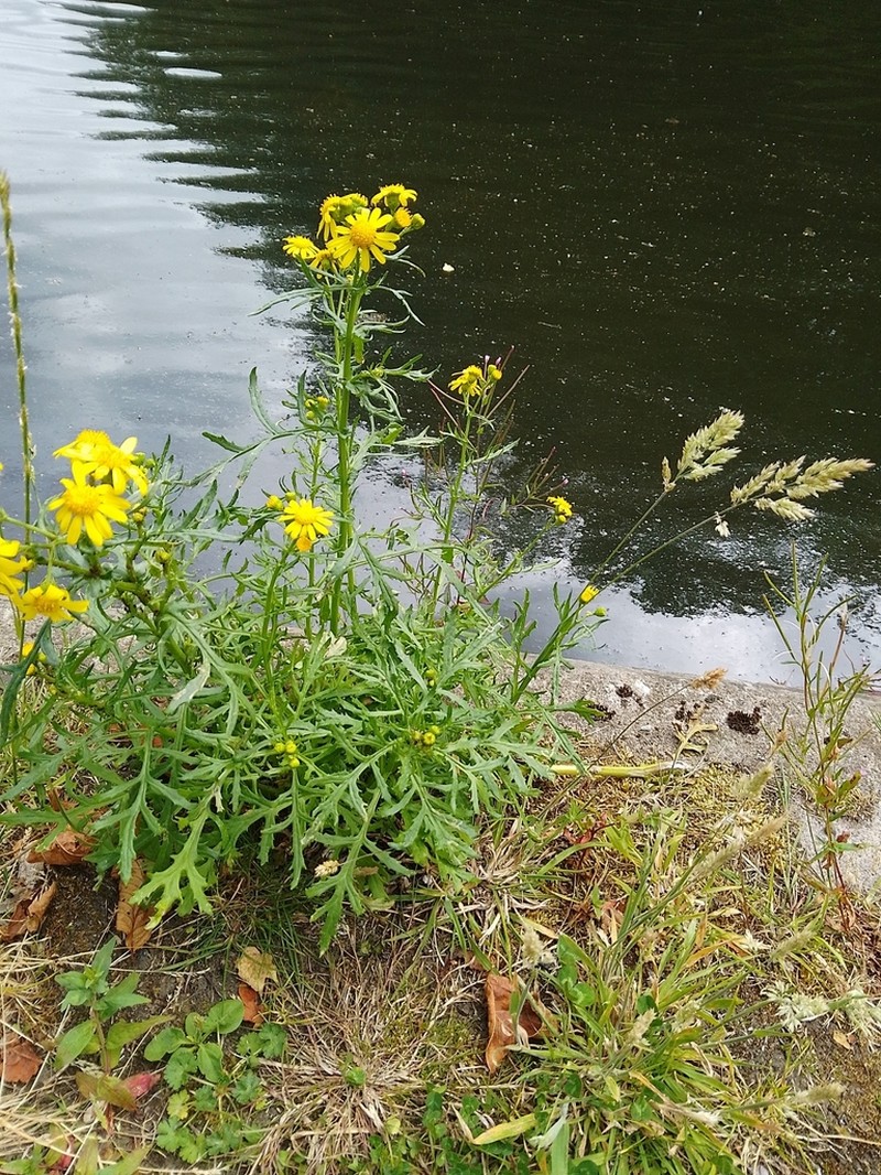 Oxford Ragwort photo 7