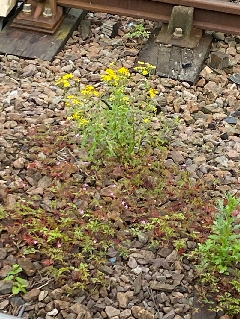 Oxford Ragwort photo 8
