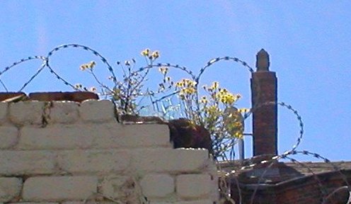 Oxford Ragwort photo 3