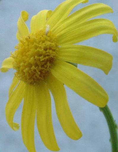 Oxford Ragwort photo 4
