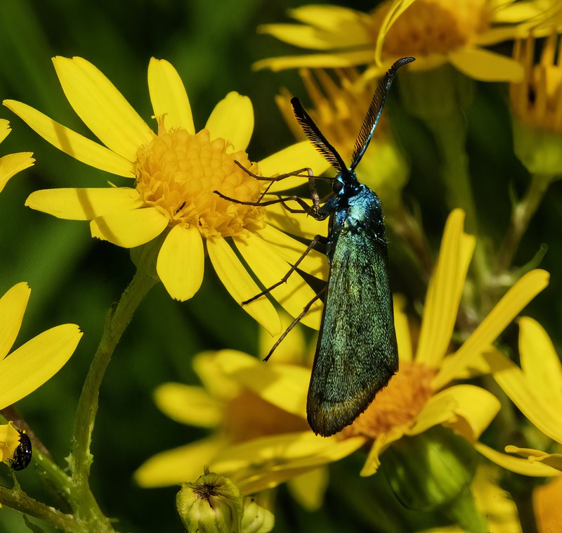 Oxford Ragwort photo 2