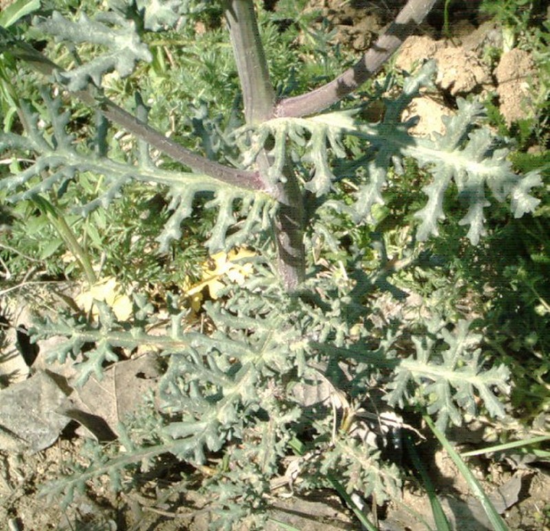 Oxford Ragwort photo 6