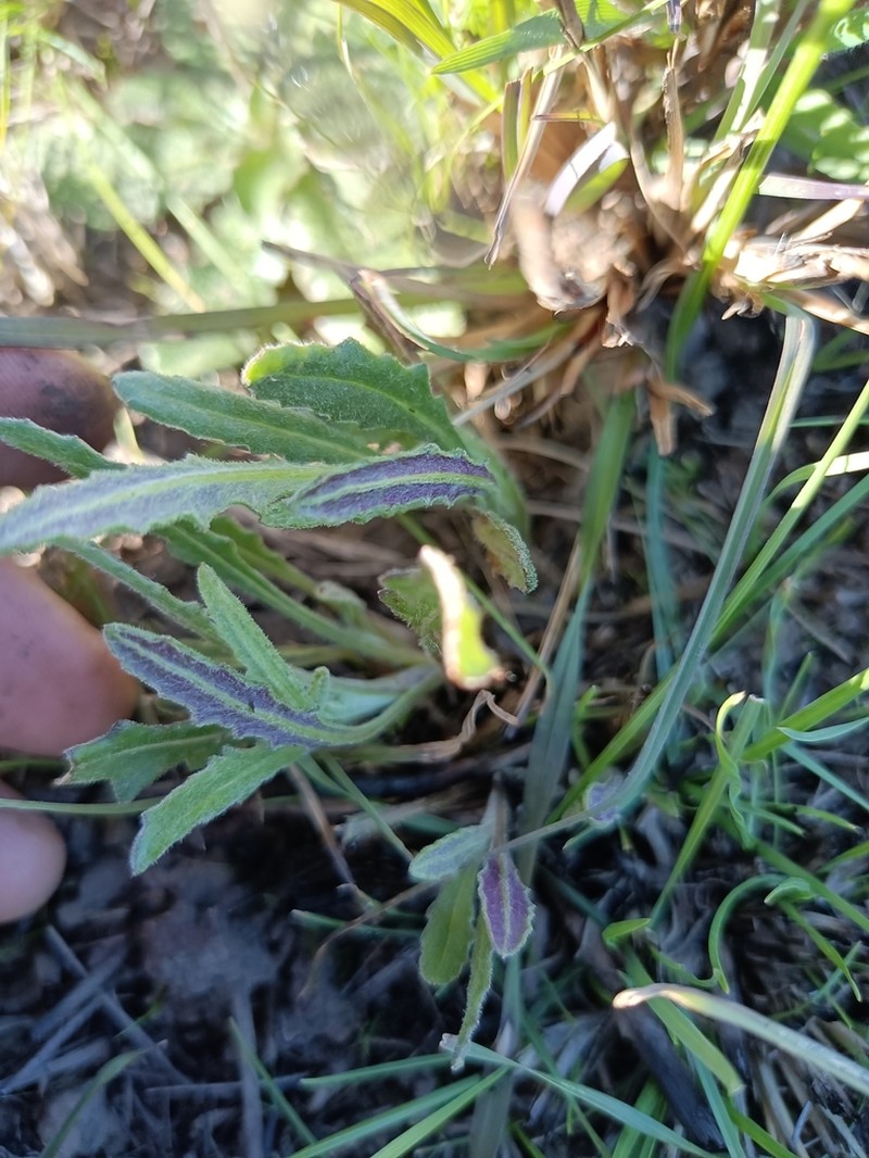 Senecio squarrosus
