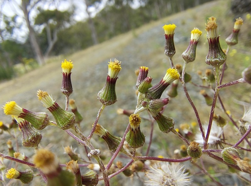 Senecio squarrosus photo 2
