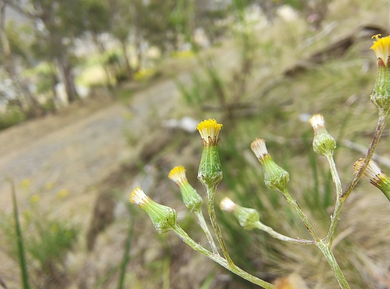 Senecio squarrosus photo 3