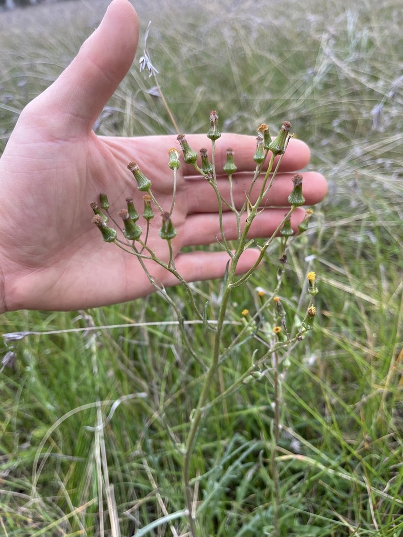 Senecio squarrosus photo 4