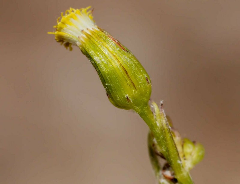Senecio squarrosus photo 5