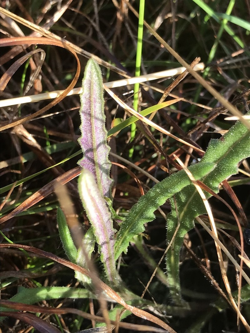 Senecio squarrosus photo 6