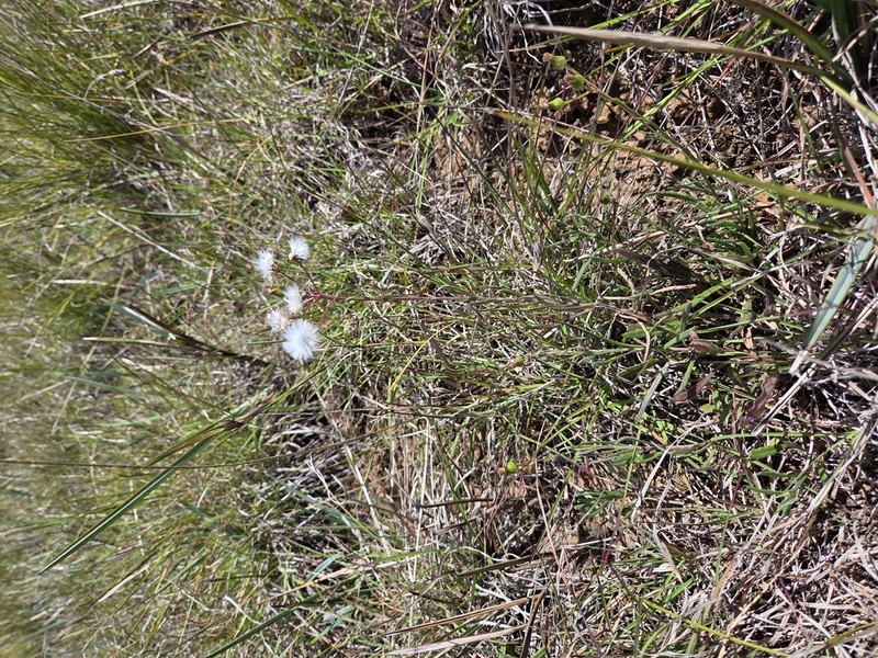 Senecio squarrosus photo 8