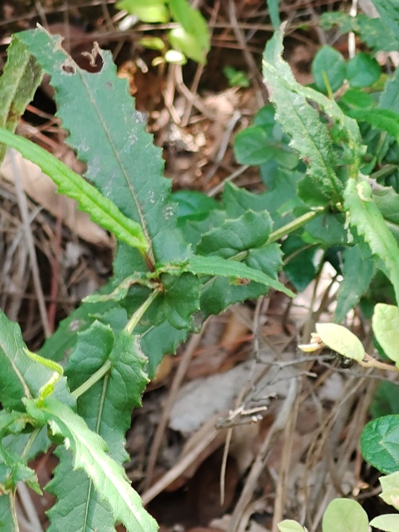 Senecio stauntonii