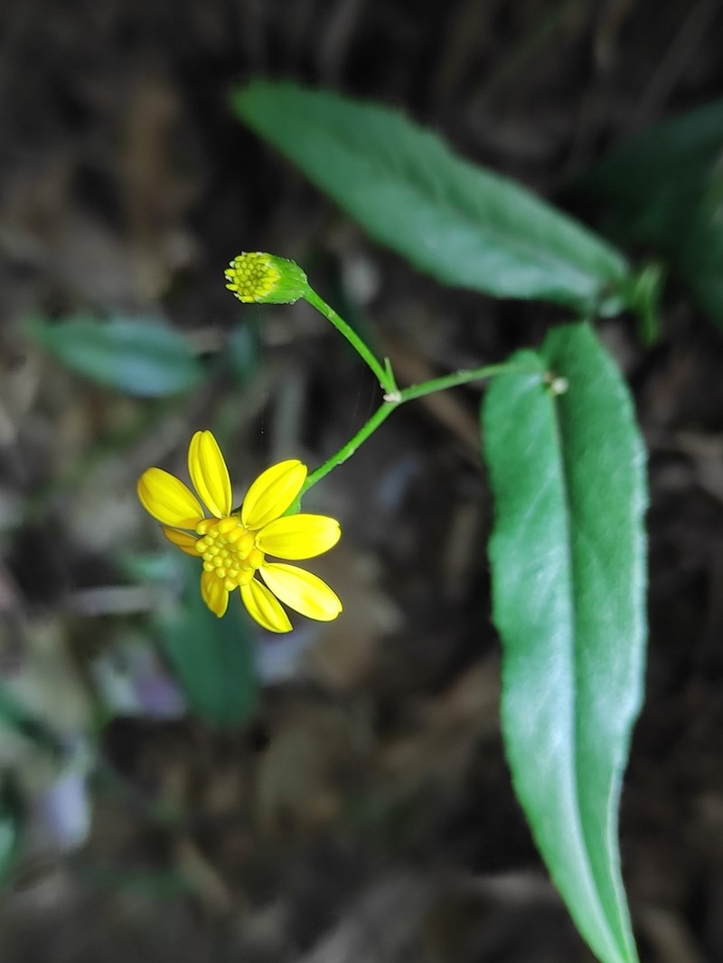 Senecio stauntonii photo 3