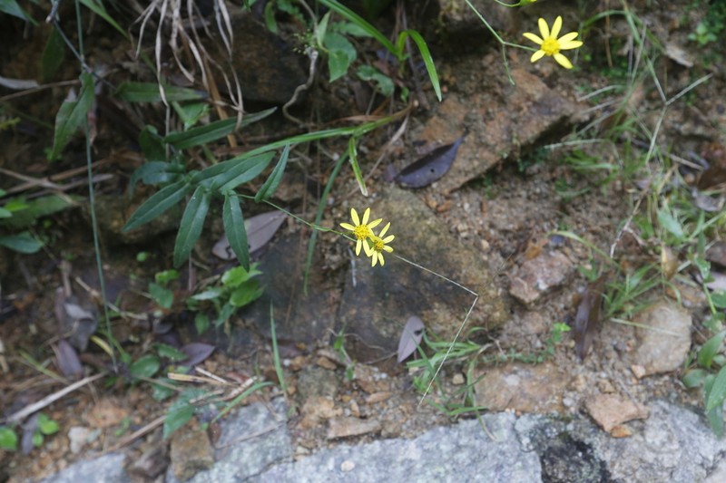 Senecio stauntonii photo 4