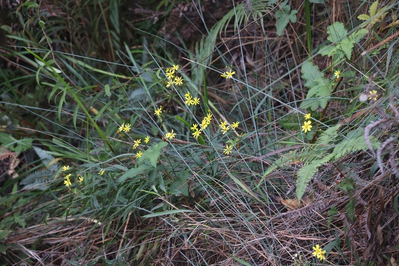 Senecio stauntonii photo 5