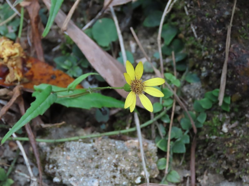 Senecio stauntonii photo 6