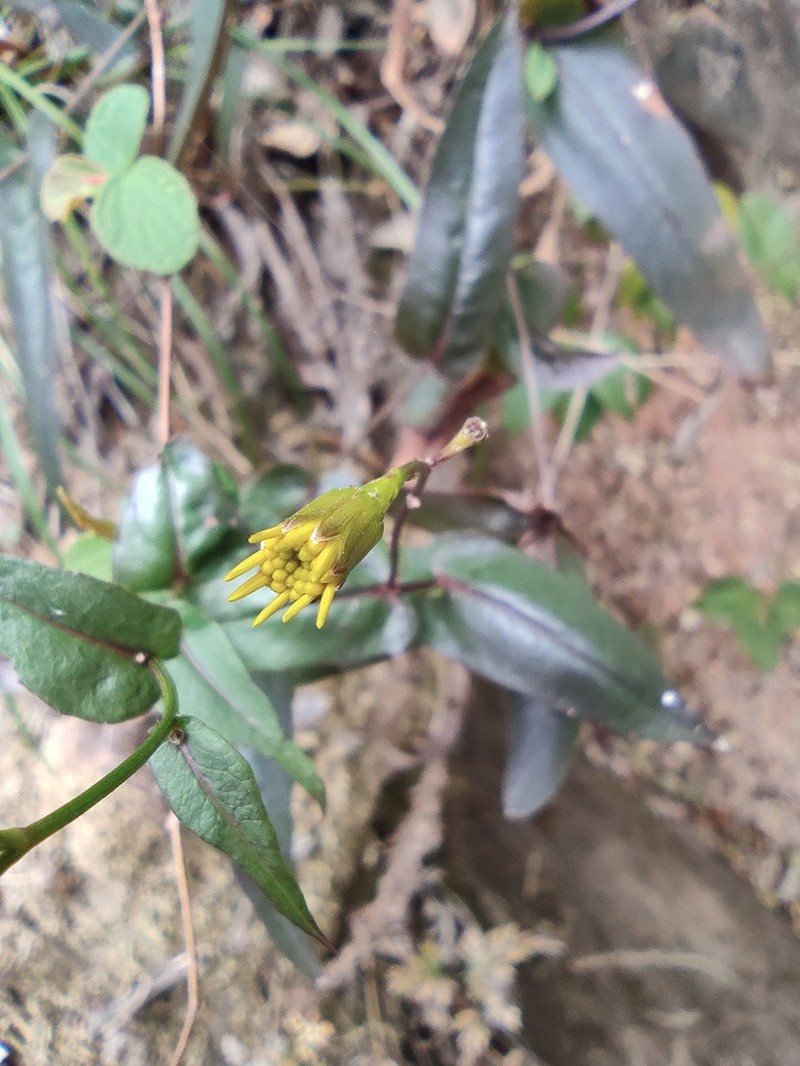 Senecio stauntonii photo 8