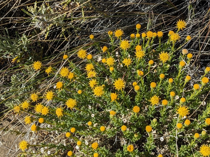 Senecio steparius