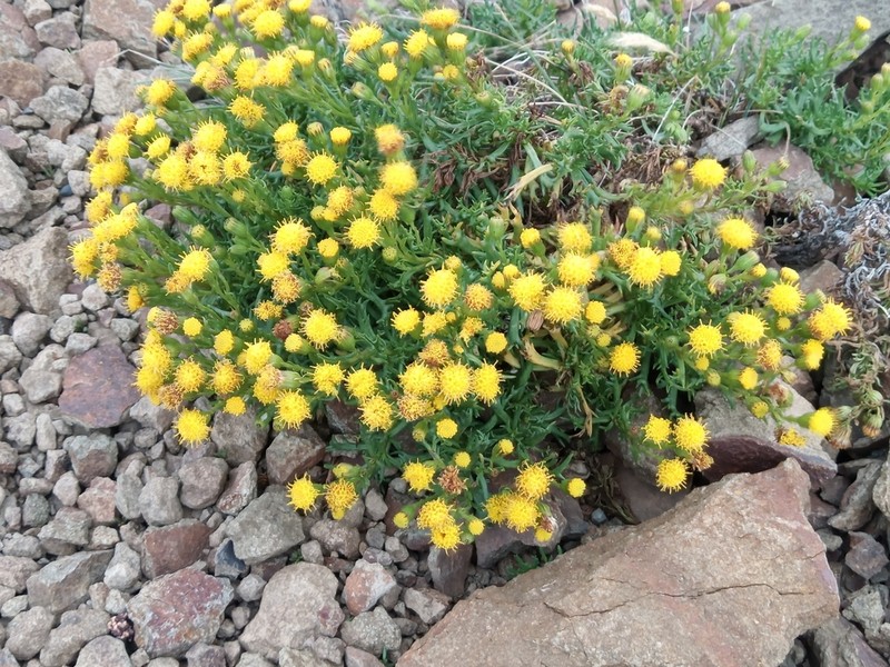 Senecio steparius photo 2