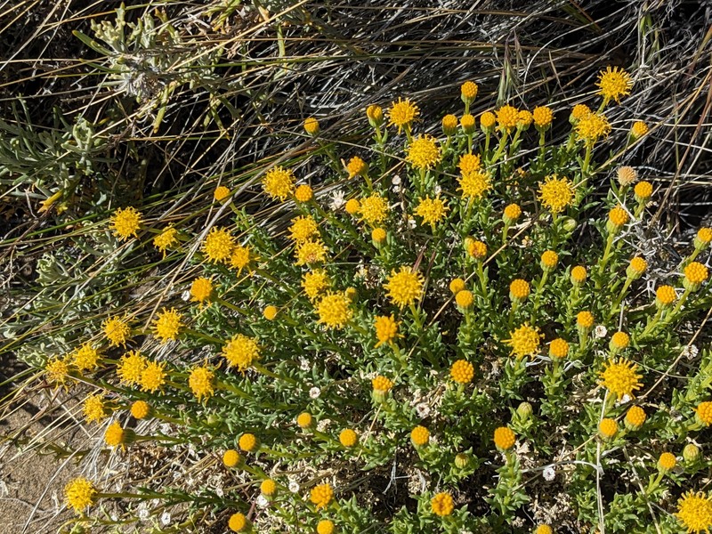 Senecio steparius photo 3