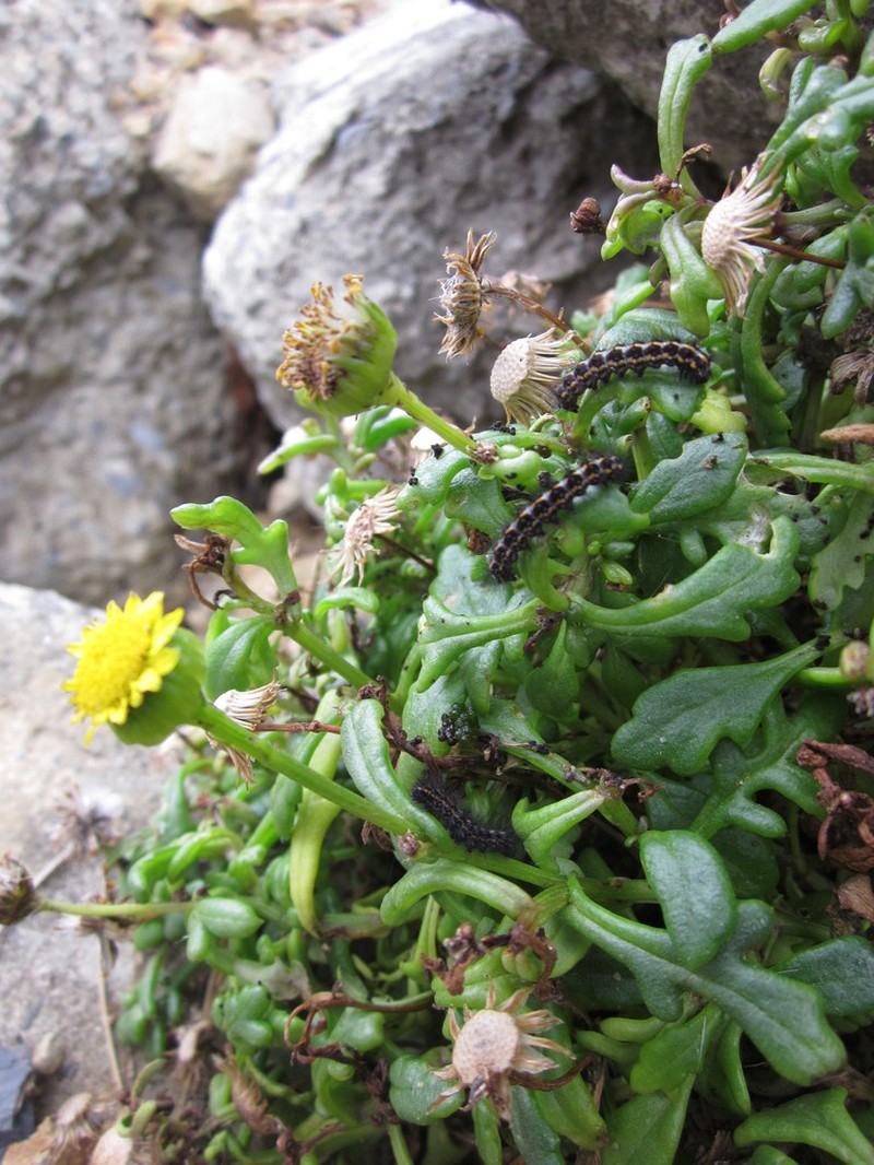 Senecio sterquilinus