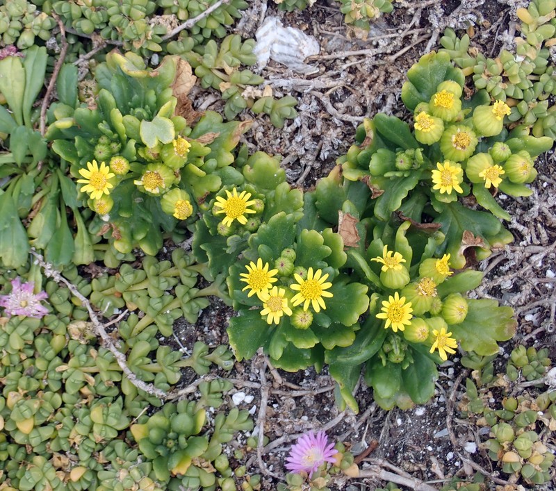 Senecio sterquilinus photo 2