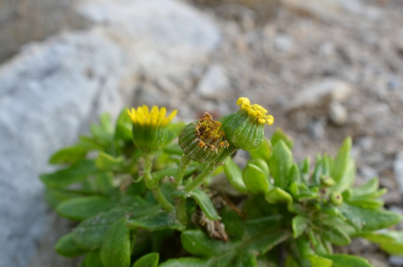 Senecio sterquilinus photo 3