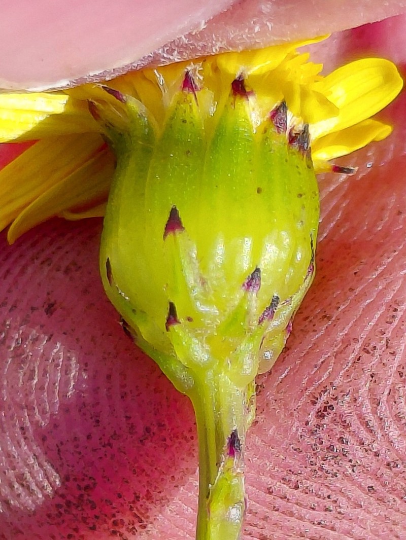 Senecio sterquilinus photo 4