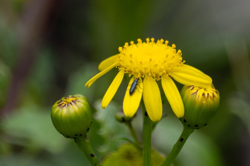 Senecio sterquilinus photo 5