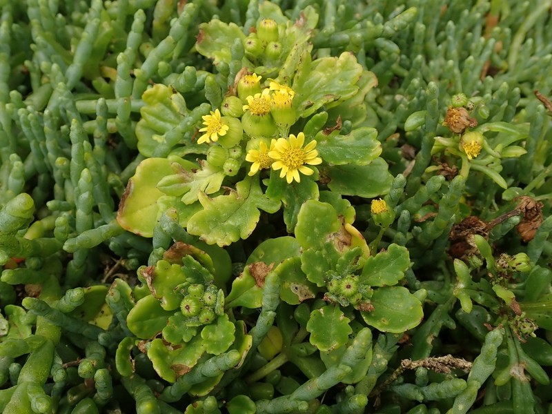 Senecio sterquilinus photo 6
