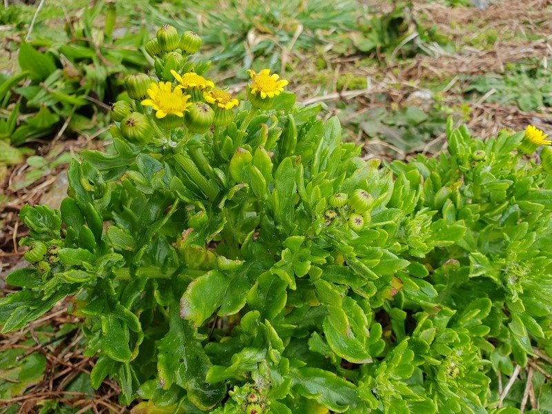 Senecio sterquilinus photo 7