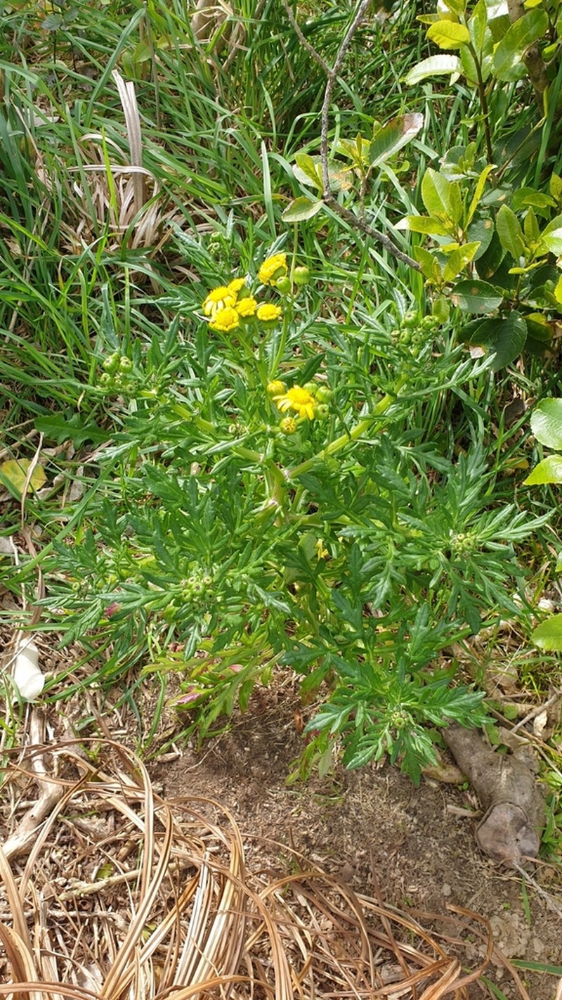 Senecio sterquilinus photo 8