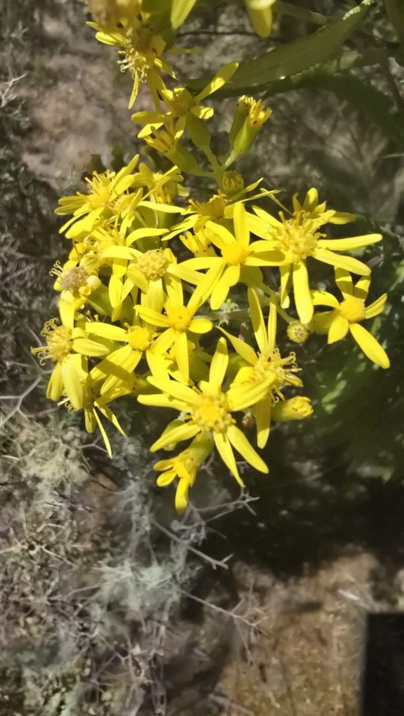 Senecio steudelii