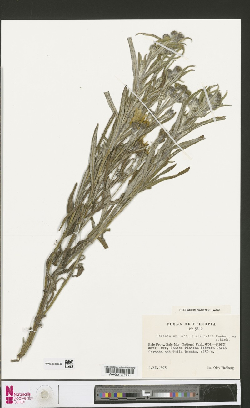 Senecio steudelii photo 6