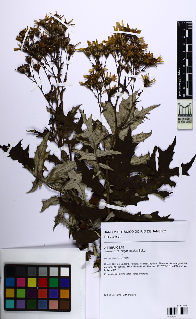 Senecio stigophlebius