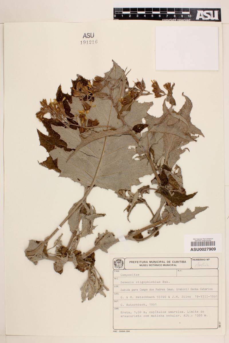 Senecio stigophlebius photo 2
