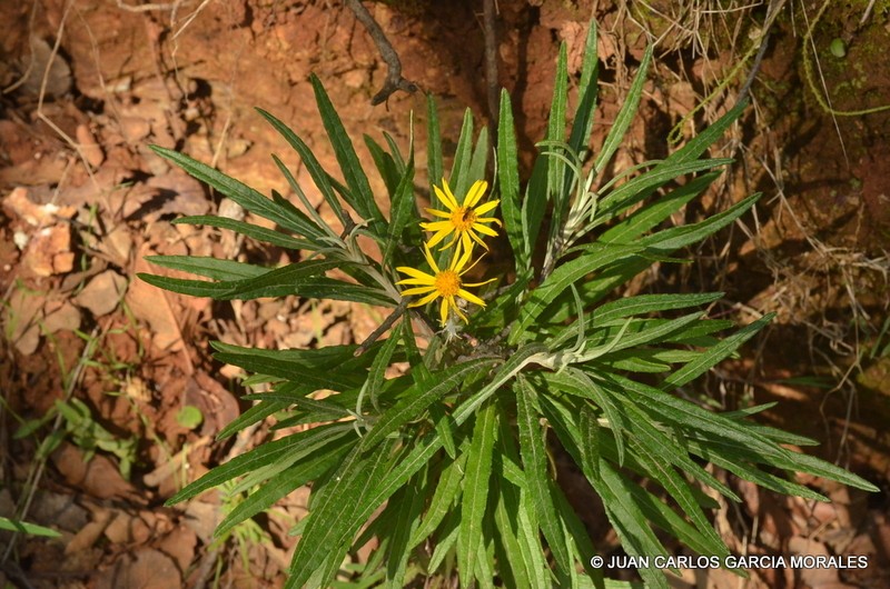 Senecio stoechadiformis