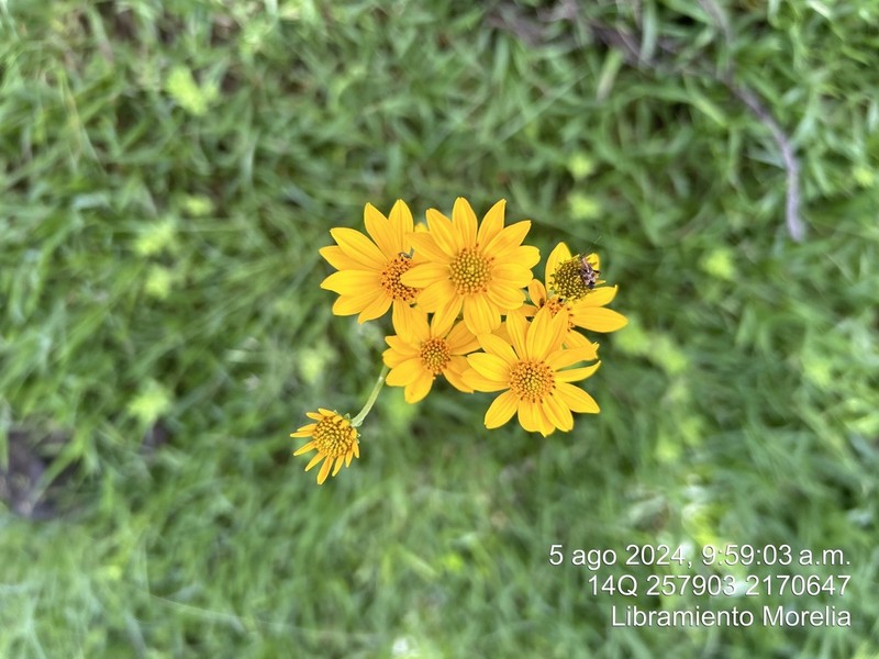 Senecio stoechadiformis photo 2