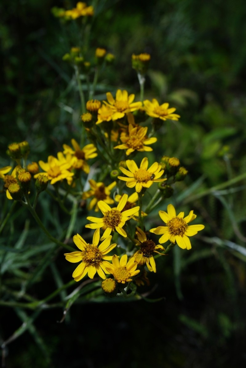 Senecio stoechadiformis photo 3